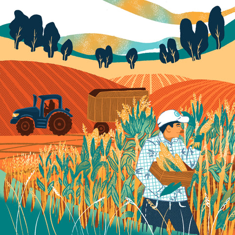 Heirloom rye whiskeys, grain varieties, historical seed repositories, modern distilleries, unique flavor profiles, leading distillers, rye cultivation, whiskey enthusiasts | The Prime Barrel